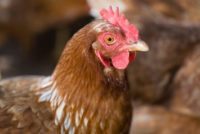 Chicken!