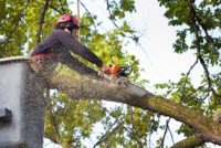 Tree care worker