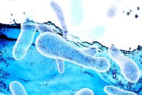 Legionella bacteria