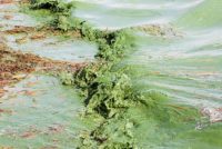 Toxic Algal Blooms